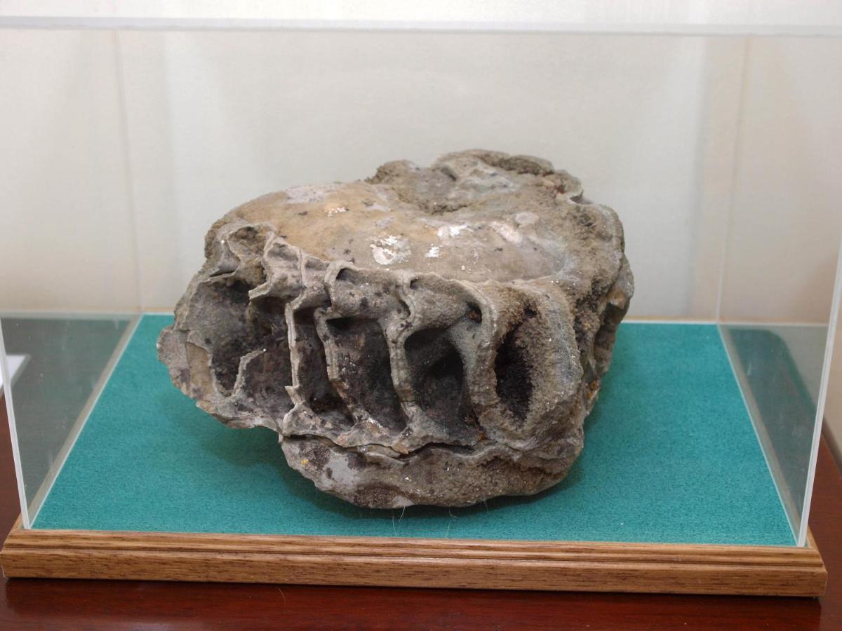 Ammonite Lodge Chard Buitenkant foto